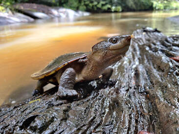 Saw-shelled turtle on a log in a rainforest river, Atherton area