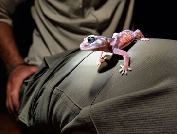 Smooth knob-tailed gecko on a man's knee